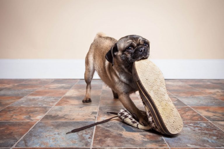 dog chewing on a shoe